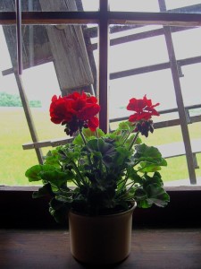 Blumentopf am Fenster mit Flügelkreuz Windmühle |Bockwindmühle Bechstedtstraß