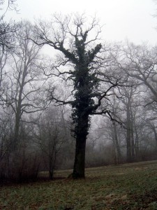 Baum mit Efeu berankt | Schlosspark Belvedere