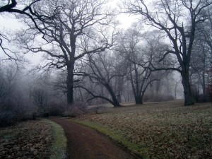 einsamer Weg im Winter | Schlosspark Belvedere