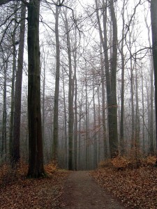 Weg zwischen Bäumen | Schlosspark Belvedere