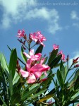 Ein Hauch von Italien: blühender Oleander