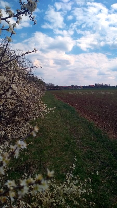 Blick an einer blühenden Feldhecke entlang nach Hochdorf in Thüringen