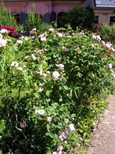 Blumen im Garten des Kirms-Krackow-Haus