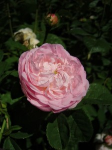 Rose im Garten des Kirms-Krackow-Haus Weimar
