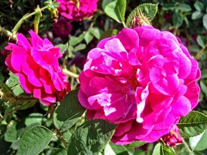 Rosen im Garten des Kirms-Krackow-Haus