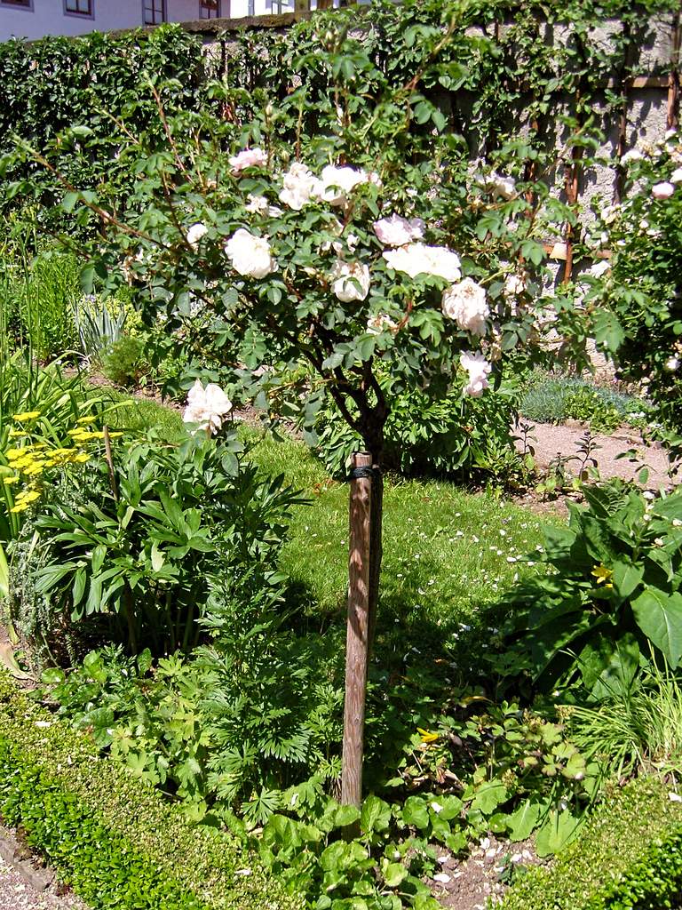 Stammrose im Garten des Kirms-Krackow-Haus