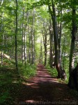 Der Aufstieg zum Paulinenturm erfolgt über schöne Buchenwälder.