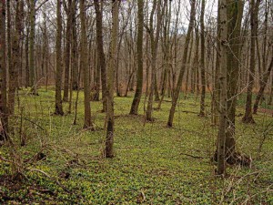 Winterlinge im Rautal