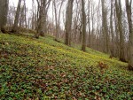 Winterling-Hänge im Rautal Jena